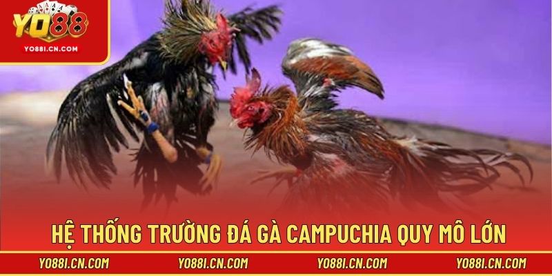 Hệ thống trường đá gà Campuchia quy mô lớn